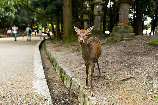 鹿,日本寺庙