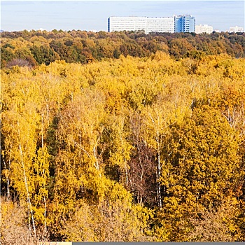 黄色,木头,大,现代住宅,秋天,白天