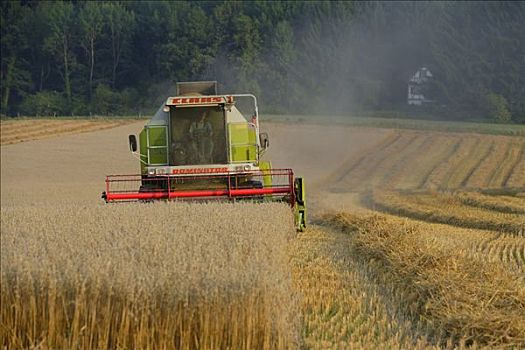 燕麦,丰收,北莱茵威斯特伐利亚,德国