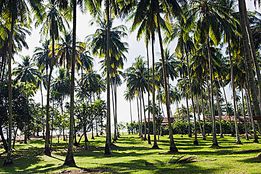 棕榈树,树,长,海滩,苏梅岛,岛屿,攀牙,泰国,东南亚,亚洲