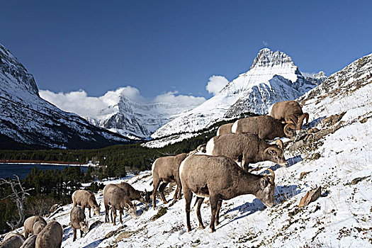 大角羊,牧群,放牧,冰川国家公园,蒙大拿
