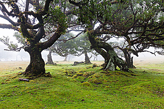 树木在雾中,世纪,高原,保罗的艺术,葡萄牙