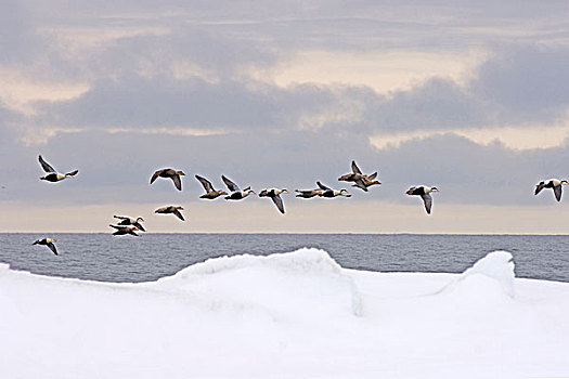 美国,阿拉斯加,希望,楚科奇海,绒鸭,欧绒鸭,国王,鸭子,飞行,领着,浮冰,春天,迁徙