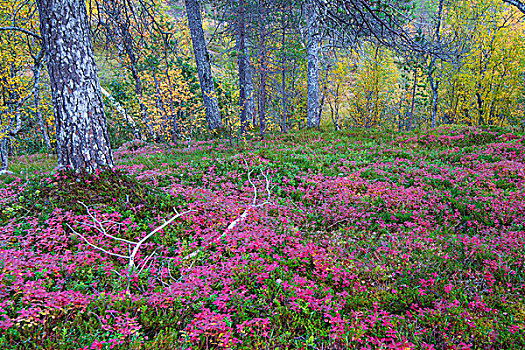 林中地面,秋天,国家公园,挪威,欧洲