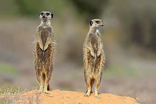 两个,猫鼬,细尾獴属,成年,站立,警惕,奥茨胡恩,西海角,南非,非洲