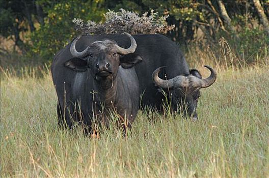 非洲水牛,肯尼亚,非洲