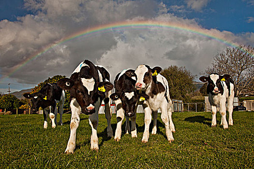 家牛,幼兽,彩虹,上方,金色,新西兰