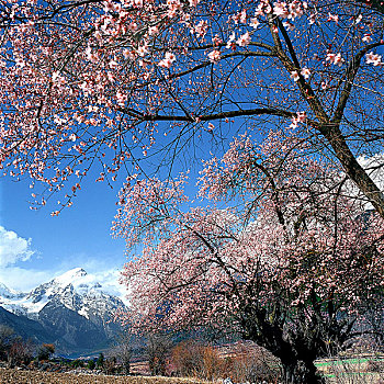 西藏林芝风光