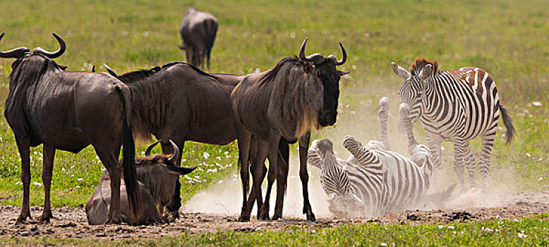 角马,斑马,恩戈罗恩戈罗,保护区,坦桑尼亚