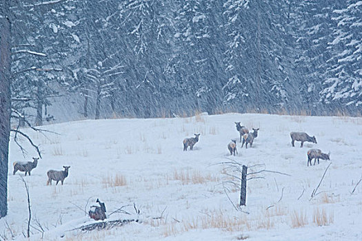 雌性,麋鹿,暴风雪,黄石国家公园