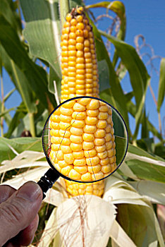转基因,玉米,检查,放大镜