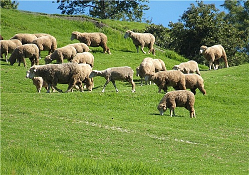 羊群,放牧,茂密,草