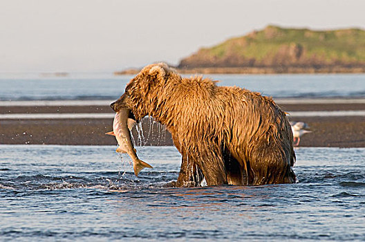 褐色,大灰熊,棕熊,抓住,三文鱼,阿拉斯加,美国