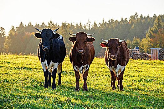 母牛,站立,靠近,相互,草场,上巴伐利亚,高山,山麓,巴伐利亚,德国,欧洲