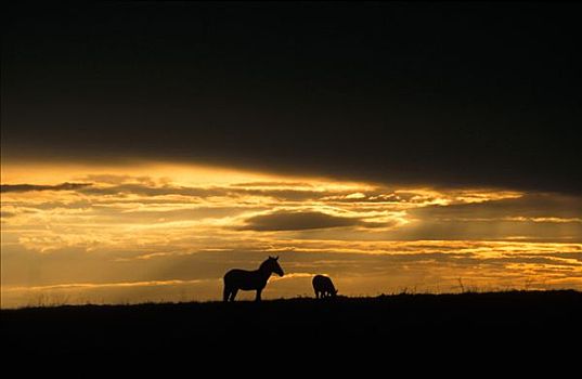 斑马,日落,马赛马拉,肯尼亚
