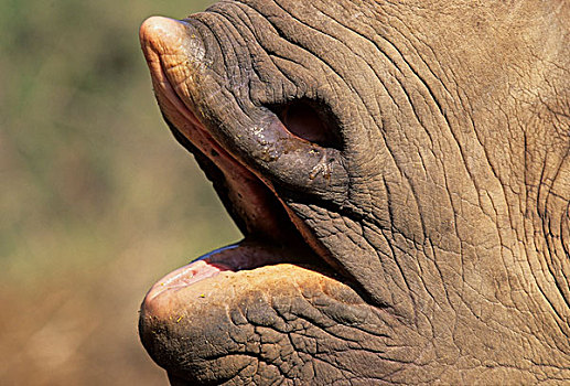黑色,犀牛,特写,嘴,展示,嘴唇,南非,非洲