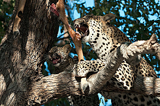 豹,树上,捕食,博茨瓦纳