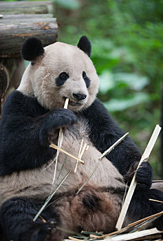 进食中的熊猫