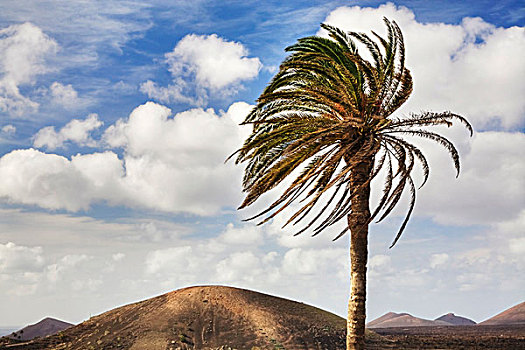 一个,棕榈树,正面,火山,兰索罗特岛,加纳利群岛,西班牙,欧洲