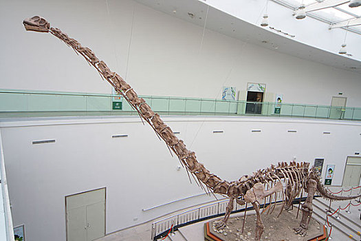 陕西自然博物馆恐龙化石