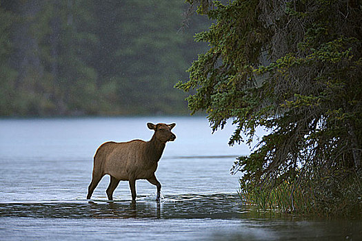 麋鹿,鹿属,鹿,湖,碧玉国家公园,艾伯塔省,加拿大