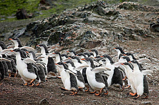 南设得兰群岛,利文斯顿,岛屿,巴布亚企鹅,幼禽,群,父母,防护