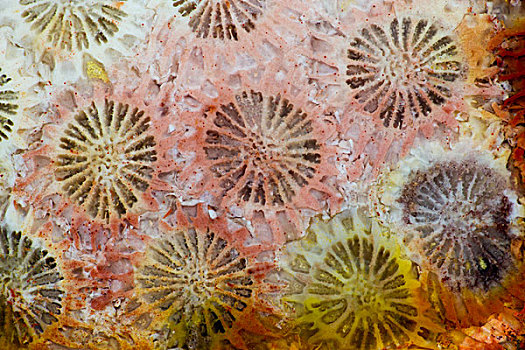 珊瑚,印度尼西亚