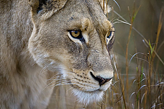 奥卡万戈三角洲,博茨瓦纳,特写,母狮