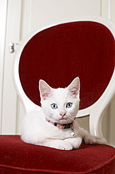 猫,红色,椅子
