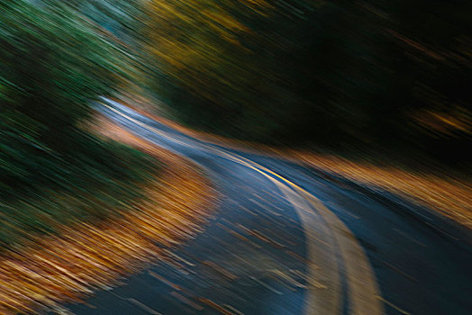 弯道,树林,秋天,落叶,排列,边缘,道路
