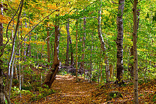 树林,孤单,布雷顿角,新斯科舍省,加拿大