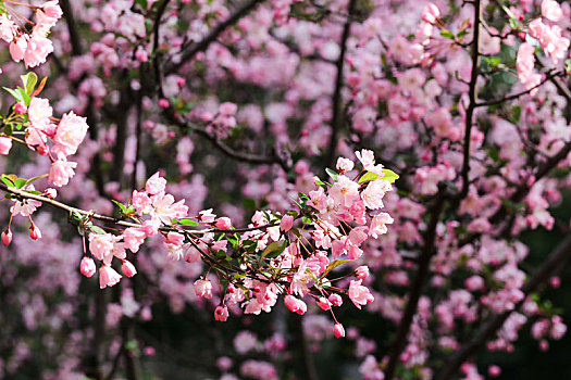 春天的垂丝海棠