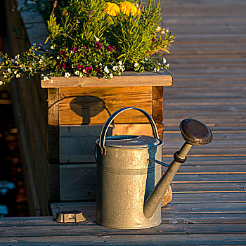 洒水壶,开花植物,湖,木头,安大略省,加拿大
