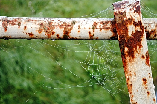 蜘蛛网,生锈,铁