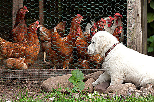 金毛猎犬,小狗,看,鸡,栏舍,下萨克森,德国,欧洲