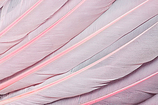 粉色,翼,羽毛,粉红琵鹭