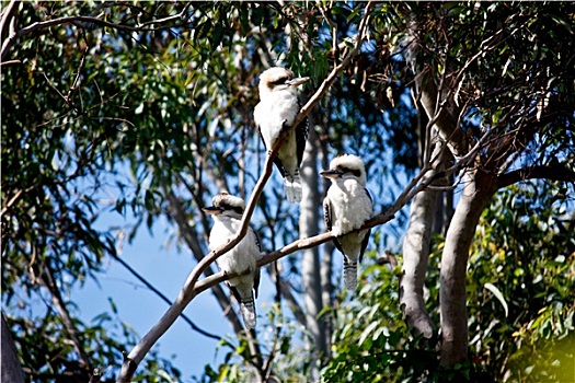 三个,澳大利亚,笑翠鸟,栖息,枝条,桉树,橡胶树