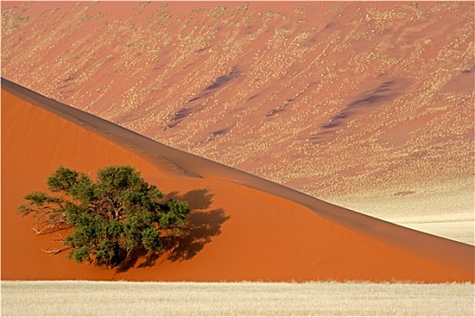 沙丘,树,草
