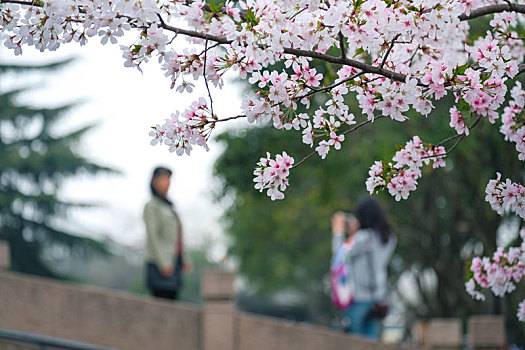 苏州,平江,早晨