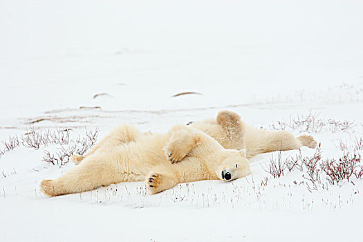 北极熊,睡觉,苔原