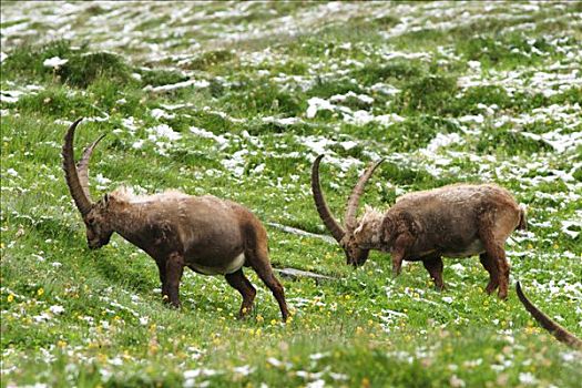 野生山羊,羱羊,国家公园,陶安,奥地利