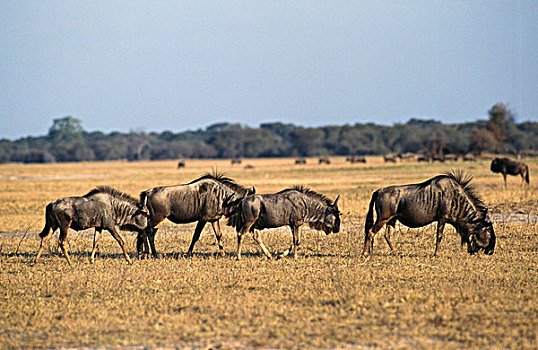 五个,角马,放牧,土地,万基国家公园,津巴布韦