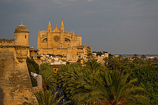 风景,大教堂,棕榈树,帕尔马,马略卡岛,西班牙