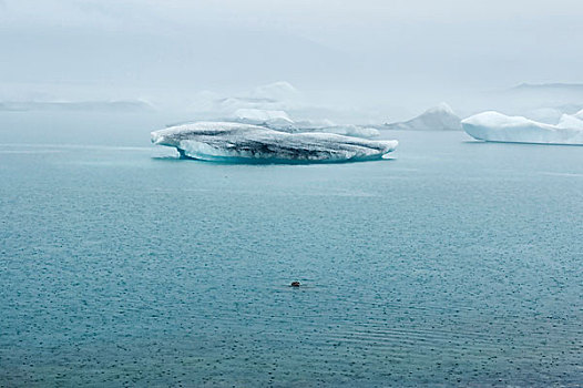 斑海豹,北极圈,海洋