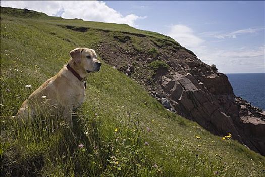 拉布拉多犬,沿岸,山坡,小湾,新斯科舍省,加拿大