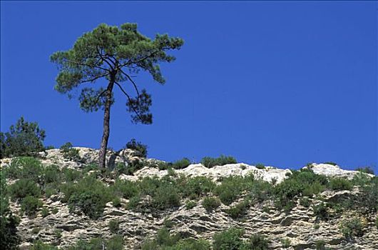 葡萄牙,国家公园,松树,岩石上