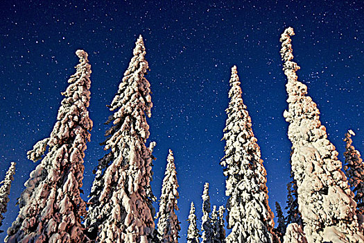 瑞典,北方,树,冬季风景,星空
