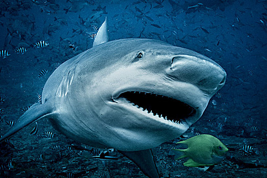 雄性动物,鲨鱼,长鳍真鲨,游动,看镜头,水下视角,泻湖,斐济
