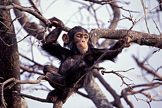 非洲,东非,坦桑尼亚,雄性,黑猩猩,类人猿,软糖,岁月