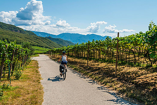 骑车,山地车,自行车道,穿过,阿尔卑斯山,葡萄园,湖,特兰迪诺,南蒂罗尔,意大利,欧洲